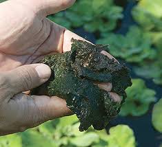 Similarly, it is asked, how do you get rid of string algae in ponds? How To Control Algae And Green Water In Your Pond Tetra