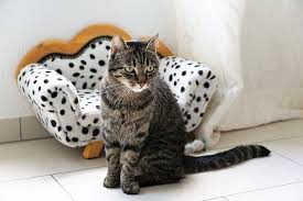 Moving From Hawaii With Pets Tips And Tricks Wailea Movers And Storage