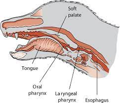 Disorders Of The Pharynx Throat In Dogs Dog Owners Merck Veterinary Manual Dog Owners Dogs Throat
