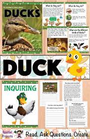 All About Ducks Nonfiction Unit Life Cycles Preschool Expository Writing Literacy Center Activity