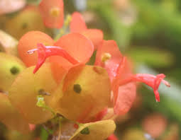 Image result for Nesogenaceae