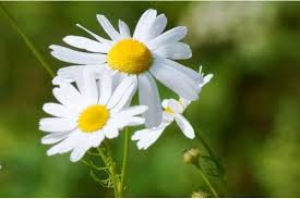 We did not find results for: Chamomile Teh Herbal Populer Satu Harapan
