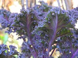 You can use your finger to check the soil moisture. How To Grow Kale With Sarah Kleeger Of Adaptive Seeds A Way To Garden