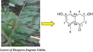 Image result for Diospyros sp. no. 1 sensu FZ