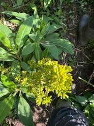 Image result for Solanecio mannii