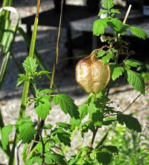 Image result for Cardiospermum corindum