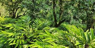 Image result for Aframomum corrorima