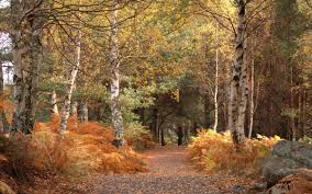 Check spelling or type a new query. Bourne Wood Farnham Forestry England