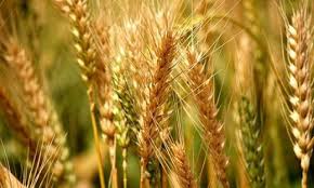 În întregime roada între cinci şi şase tone la hectar. Daea La Grau Avem O Productie Medie De 4 836 Kilograme La Hectar Romania Nu S A Mai Intalnit Cu Un Asemenea Randament Ziarmm