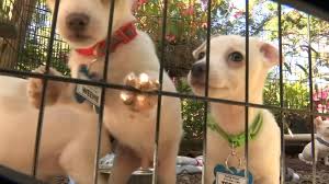 See more of raleigh puppies and dogs for adoption on facebook. Saving Grace Animal Rescue Hopes To Raise 100k To Save Shelter Abc11 Raleigh Durham
