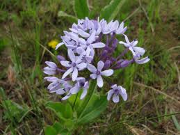 Image result for Pentanisia sykesii