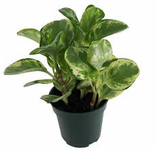 With alba, new leaves first form as a creamy ivory color. Golden Gate Rubber Plant Peperomia 4 Pot Easy Walmart Com Walmart Com