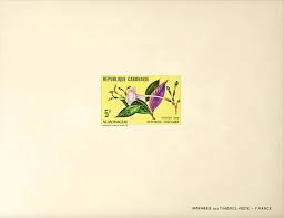 Image result for Asystasia vogeliana