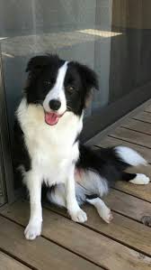 Latest Pics Dogs And Puppies Border Collies Concepts Carry Out You Like The Dog Needless To Say People Do Appropriate Pet Do In 2020 Dog Breeds Dogs Collie Puppies