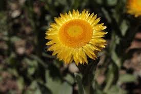 Image result for Helichrysum aureum