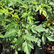 Image result for Azadirachta