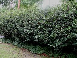 The best shrubs for privacy grow densely, require little maintenance and block a view completely. Now Is A Good Time To Plant Hedges