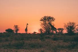 On 28 june 2021, south africa moved to alert level 4 of its coronavirus response. 5 Onterechte Vooroordelen Van Zuid Afrika Op Een Rijtje Het Is De Merckx