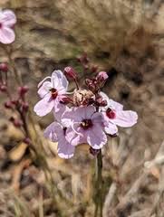 Image result for Sopubia ramosa