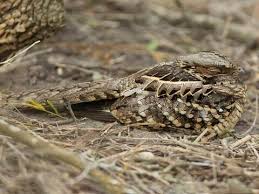 Image result for Pasaccardoa procumbens