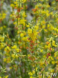 Image result for Enneapogon scoparius