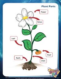 Flower Parts Sciecepix Printables Bilingual English Spanish Parts Of A Flower Parts Of A Plant Elementary Spanish
