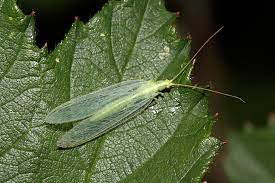 Um florfliegen in den garten zu locken und dauerhaft anzusiedeln, gibt es verschiedene sehr effektive möglichkeiten. Gemeine Florfliege Nabu