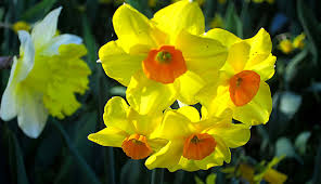 Foto utili per conoscere e imparare tutti i fiori primaverili più belli e importanti. Significati E Simbologie Dei Fiori Di Primavera Casa Funeraria Inveruno