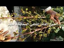 قصة حزينة يعجز اليمنيون عن فراقها! Ø§ØµÙˆÙ„ Ø§Ù„Ù‚Ø§Øª Ø§Ù„Ø´Ø§Ù…ÙŠ Ù‚Ø§Øª Ø±Ù‚Ù… ÙˆØ§Ø­Ø¯ Ø¯Ø±Ø¬Ù‡ Ø§ÙˆÙ„Ù‰ Youtube
