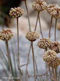 Image result for Santolina chamaecyparissus