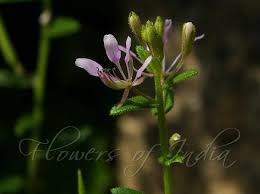 Image result for Cleome monophylla