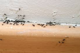 6 simple ways to get rid of ants and