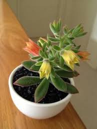 Bright orange and yellow flower clusters attract butterflies from spring through fall. Yellow Orange Flowers With Fuzzy Leaves Orange Flowers Cacti And Succulents Succulents