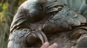 Corona virüsleri, hayvanlar arasında yaygın olan bir grup virüstür. Hunted To Near Extinction Pangolins May Hold Key To Covid 19 Cbs News