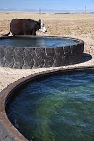 Buy cattle water trough and get the best deals at the lowest prices on ebay! Cow And Water Trough Photograph By Jim West