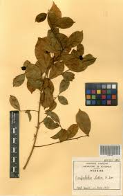 Image result for Carpolobia