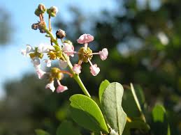 Image result for Rawsonia lucida