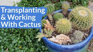 Planting Working With Cacti A Mixed Planting Starring Golden Barrel Cactus Joy Us Garden Youtube