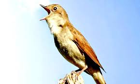 Burung pemakan serangga ini juga dikenal dengan sebutan bentet atau pentet. Paling Bagus 14 Gambar Burung Flamboyan Jantan Gani Gambar