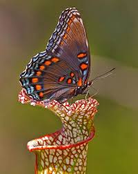 They dangle upside down from twigs to form their oddly shaped pupae, which bear a striking resemblance to large bird droppings. Red Spotted Purple Butterfly Photos Beautiful Butterflies Butterfly Flowers