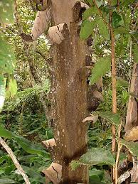 Image result for Aphloia theiformis