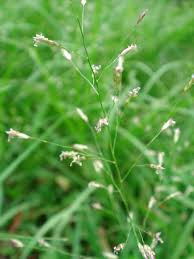 Image result for Eragrostis porosa
