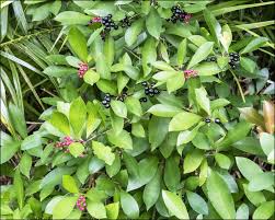 Image result for Ardisia