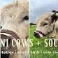 Cuddling Cows + Sound Bath