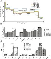 Katanya editor oda nangis nih di chapter ini? Determining The Quantitative Relationship Between Glycolysis And Gapdh In Cancer Cells Exhibiting The Warburg Effect Journal Of Biological Chemistry