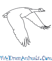 Draw this goose by following this drawing lesson. How To Draw A Canada Goose