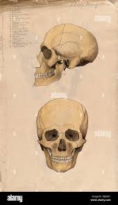 Montrant l'anatomie de l'oeil Banque de photographies et d'images à haute  résolution