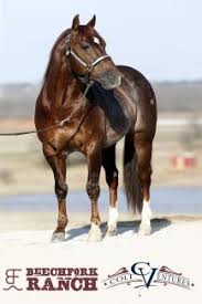 High brow hickory x smart little kitty by smart little lena. 80 Million Sire High Brow Cat Transferring To New Partnership Quarter Horse News
