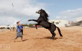 Salon du cheval el jadida. Des Shows A Couper Le Souffle Au Salon Du Cheval Photos Femmesdumaroc