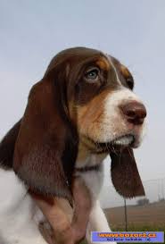 Image result for bernský honič